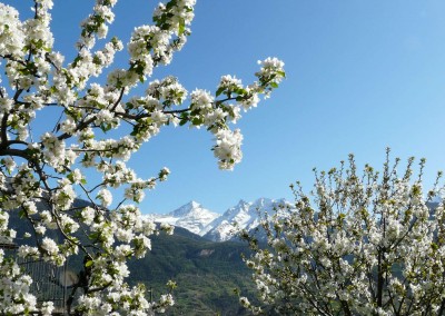 Verger Plein Soleil